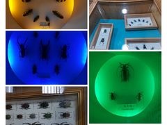 -上海大自然野生昆虫馆(东方明珠·爬宠昆虫探索中心)