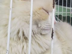 -中环花鸟鱼虫市场