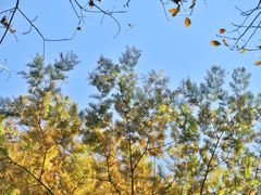 -山王坪喀斯特国家生态公园