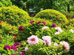 -莲花池公园
