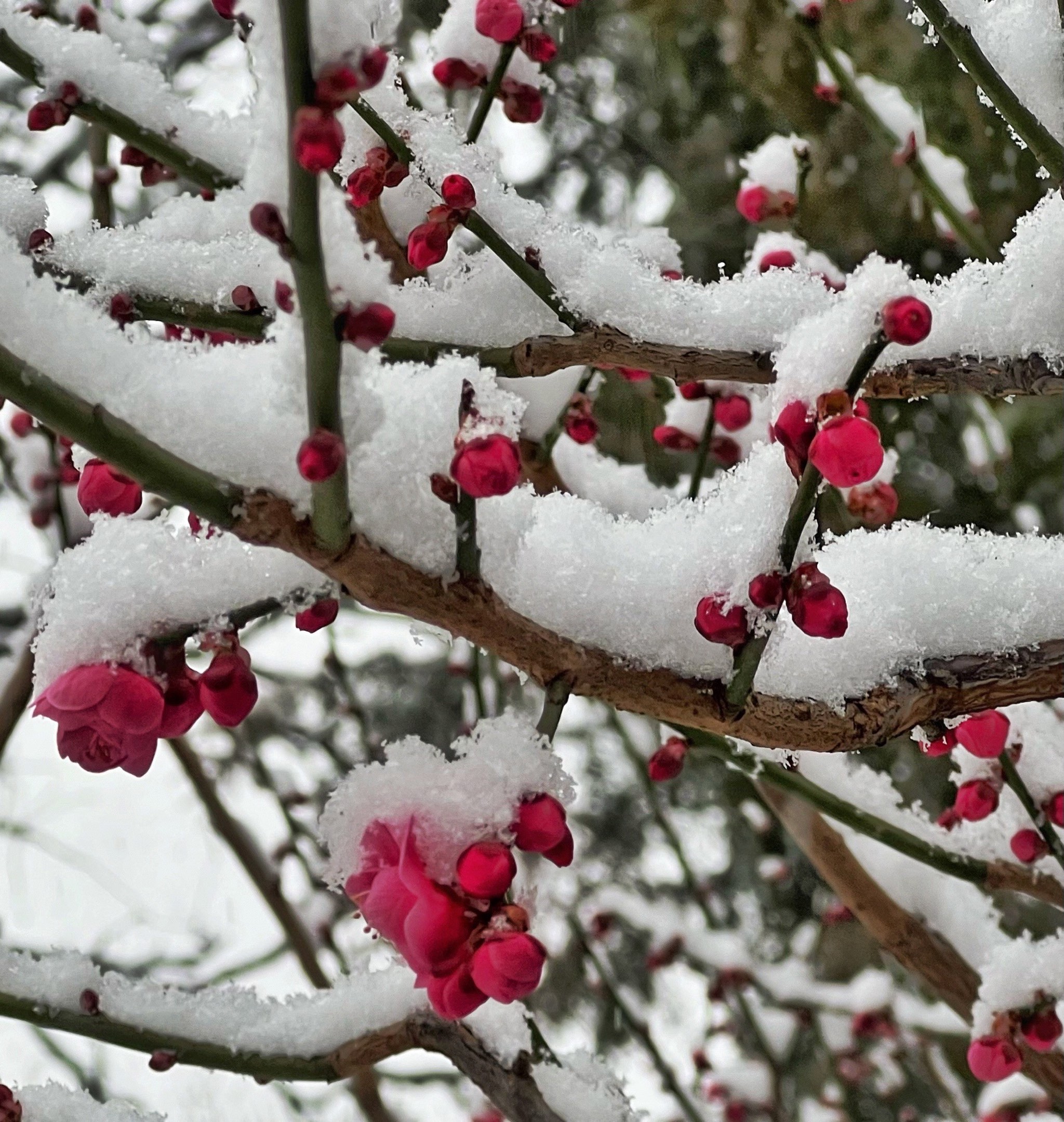 雪中花简谱图片