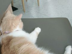 -喵园·猫主题咖啡厅·撸猫·猫咖(国贸店)