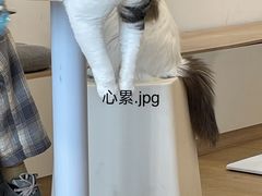 -有喵·猫咖·狗咖·30几只猫10只小狗(岗厦店)