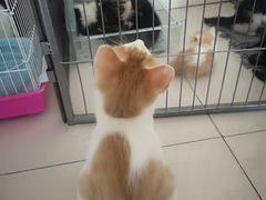 -平行世界·猫咖(首经贸店)