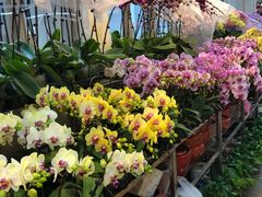 -双季花艺园艺市场(浦东店)