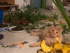 -北京观赏动物医院·24小时大型综合·猫专科·异宠专科