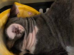 -美联众合动物医院·24h转诊中心