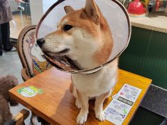 -more than meow吴止猫主题餐厅(承德 中船汇店)