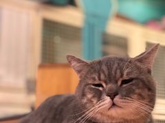 -猫小院猫主题咖啡厅(北锣店)