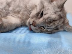 -达爱动物医院·犬猫分区·CT·复杂眼科(远洋山水分院)