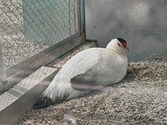 -青藏高原野生动物园