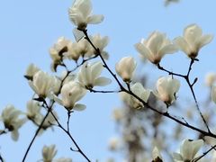 -陆家嘴中心绿地