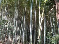 -上海佘山国家森林公园天马山园