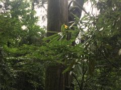 -天目山大树王景区