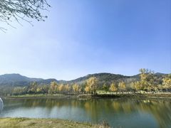 -千年银杏谷文化旅游区