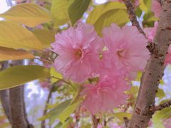 -长白岛森林公园