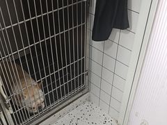 -瑞派康怡24h宠物医院·犬猫医疗中心·微创绝育(瑞景分院)