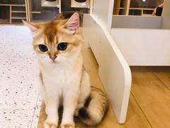 -猫域·湾主题猫咖·宠物吧(南坪城市广场店)