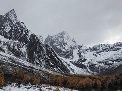 -金鼎雪山牦牛杂火锅(理县总店)