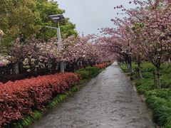 -高东镇樱花园