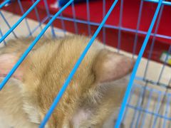 -瑞派旺宝宠物医院·犬猫全科综合·尿道专科(莲兴院)