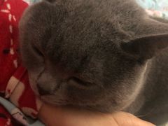 -陈有良尖椒鸡(渝中示范店)