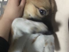 -PETKIT小佩宠物(昭化店)