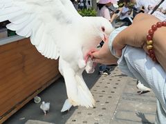 -天津妈祖文化园