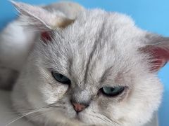 -瑞派福兴宠物医院犬猫全科·骨科·中西医结合(河东店)