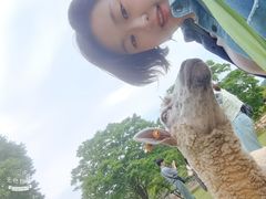 -神户市立六甲山牧场