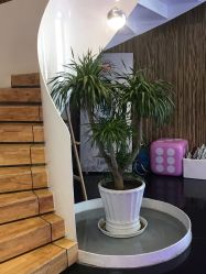 -比华利美容医院