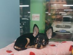 -FAELING PETS美天灵宠物(合生汇店)