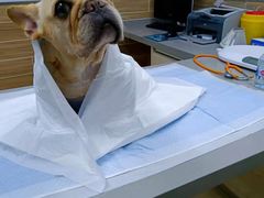 -爱侣宠医·鹦鹉专科·小型哺乳类·异宠专科(灵石路店)