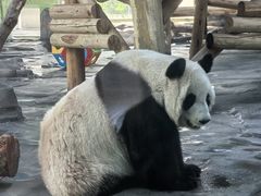 -秦皇岛野生动物园