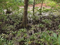 -东寨港红树林旅游区