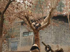 -都江堰中华大熊猫苑
