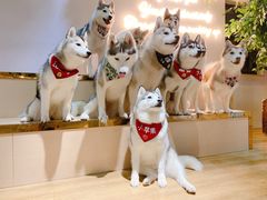 -Husky Go! 哈士奇体验馆·宠物咖啡厅狗咖