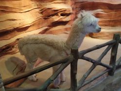 -酷嗒动物文化乐园(cutezoo西溪乐天城店)