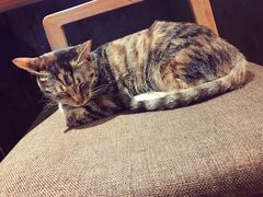 -猫的天空之城概念书店(杭州南宋御街店)