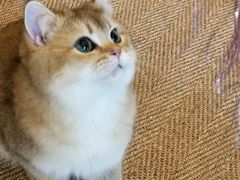 -猫大福·Fortune Cat猫舍(百子湾店)