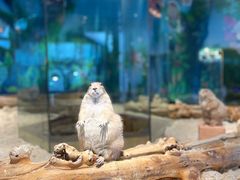 -昆明大悦城未来动物城(螺蛳湾中心店)