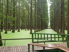-渌洋湖湿地公园