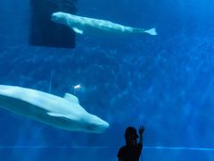 -芜湖新华联大白鲸海洋公园