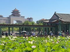 -莲花池公园