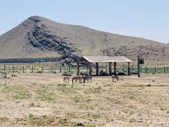 -新疆天山野生动物园
