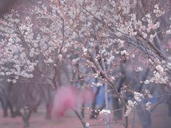 -蜀冈西峰生态公园