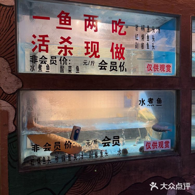 大爱河豚鱼