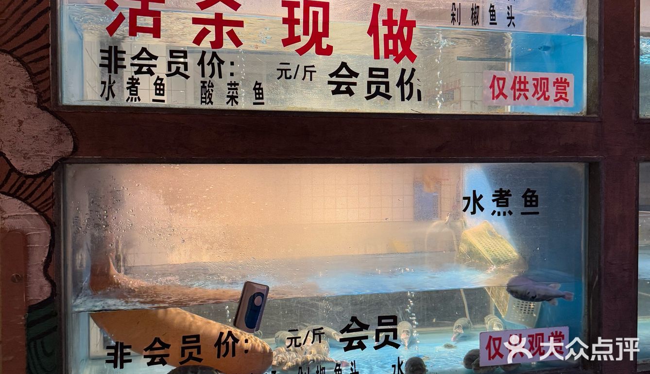 大爱河豚鱼