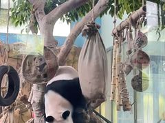 -泉州海丝野生动物世界