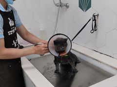 -瑞鹏宠物医院犬猫全科(真大分院)